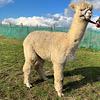 TOFT Nautilus Light Fawn Stud Male standing at TOFT Alpaca Stud